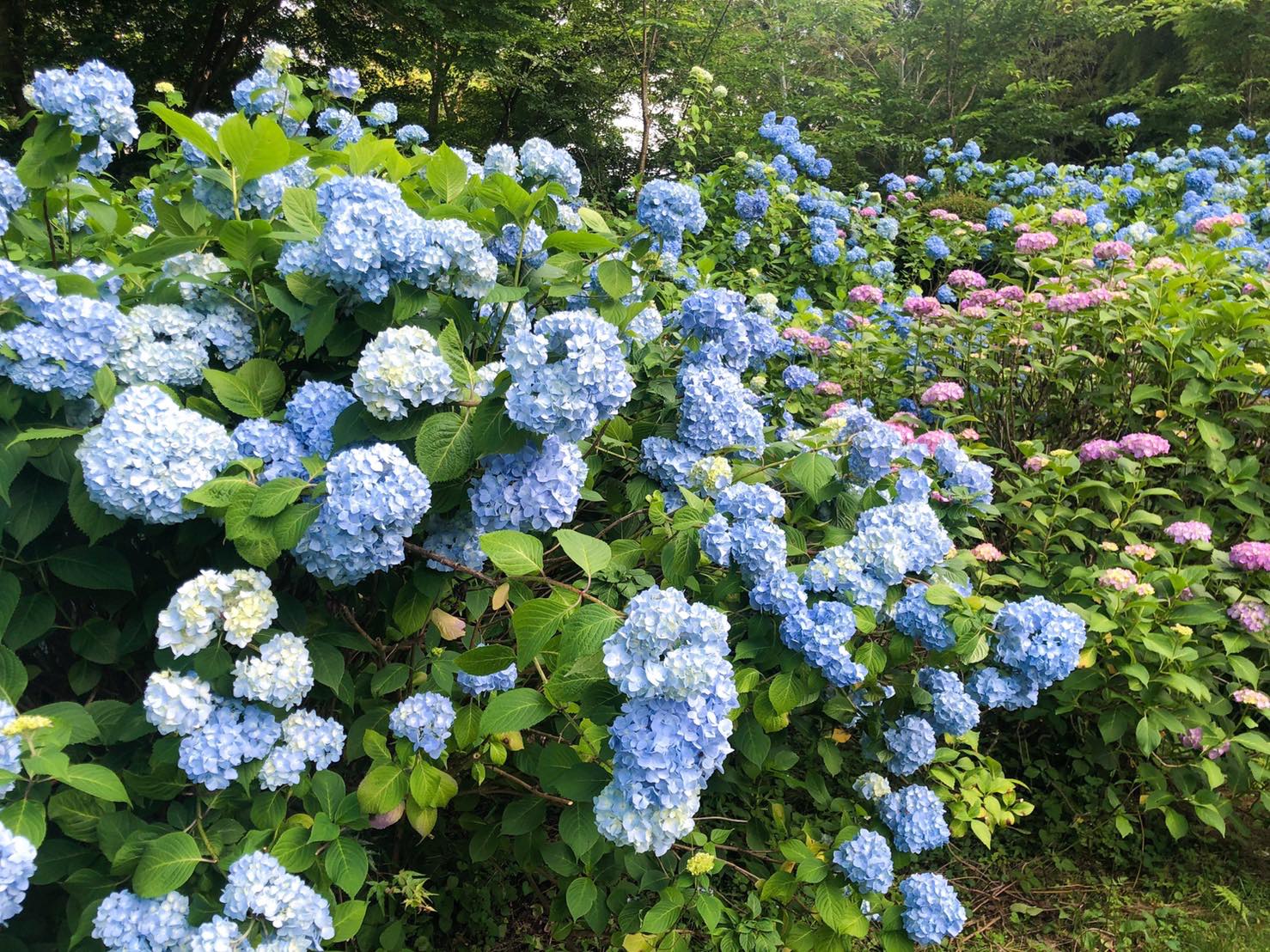 梅雨だからこそ楽しめる アウトレット周辺の紫陽花スポット３選 那須を楽しむ 那須ガーデンアウトレット