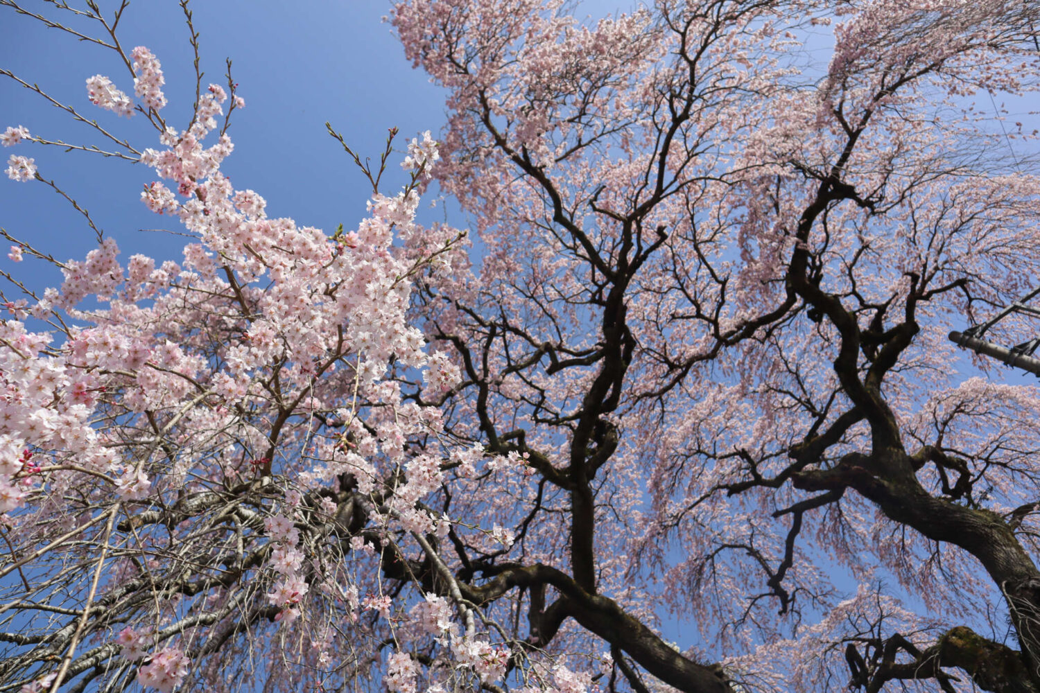 二世光南 昭雄造 桜の花に見立てた ショップ 急須 LOT002 銀純度99.99%