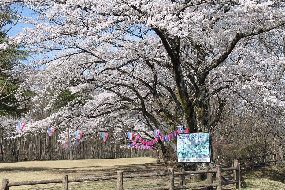 那須の「桜」お花見スポット｜那須を楽しむ｜那須ガーデンアウトレット