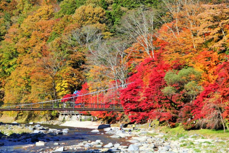 テイクアウト食を片手に紅葉狩りはいかが?おすすめ紅葉スポット3選
