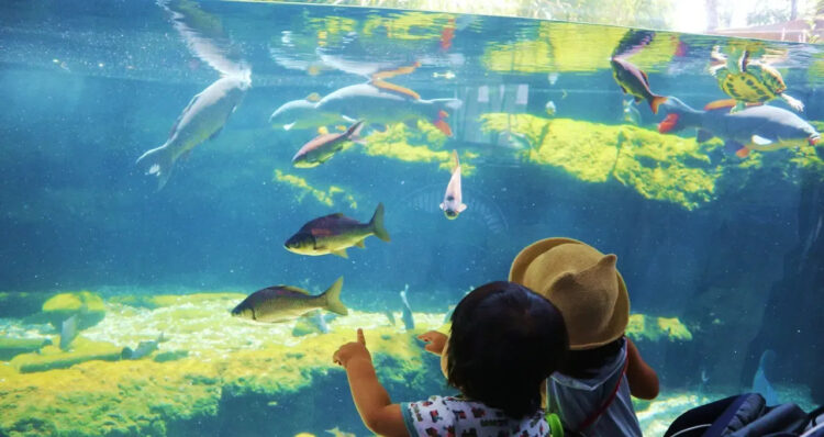 この夏は、開園25周年「栃木県なかがわ水遊園」で水族館&アートを楽しもう!